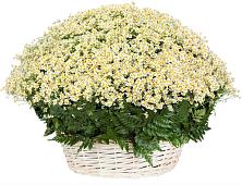 Цветочная композиция из Ромашки в корзине #REPLACE_PRED# Рогачево